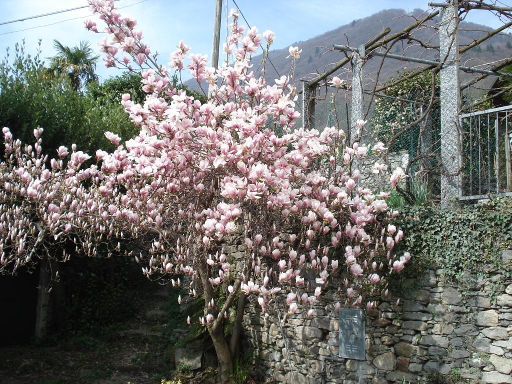 CasAle Fe-Wo - Appartamenti con vista Lago Cannero Riviera Esterno foto
